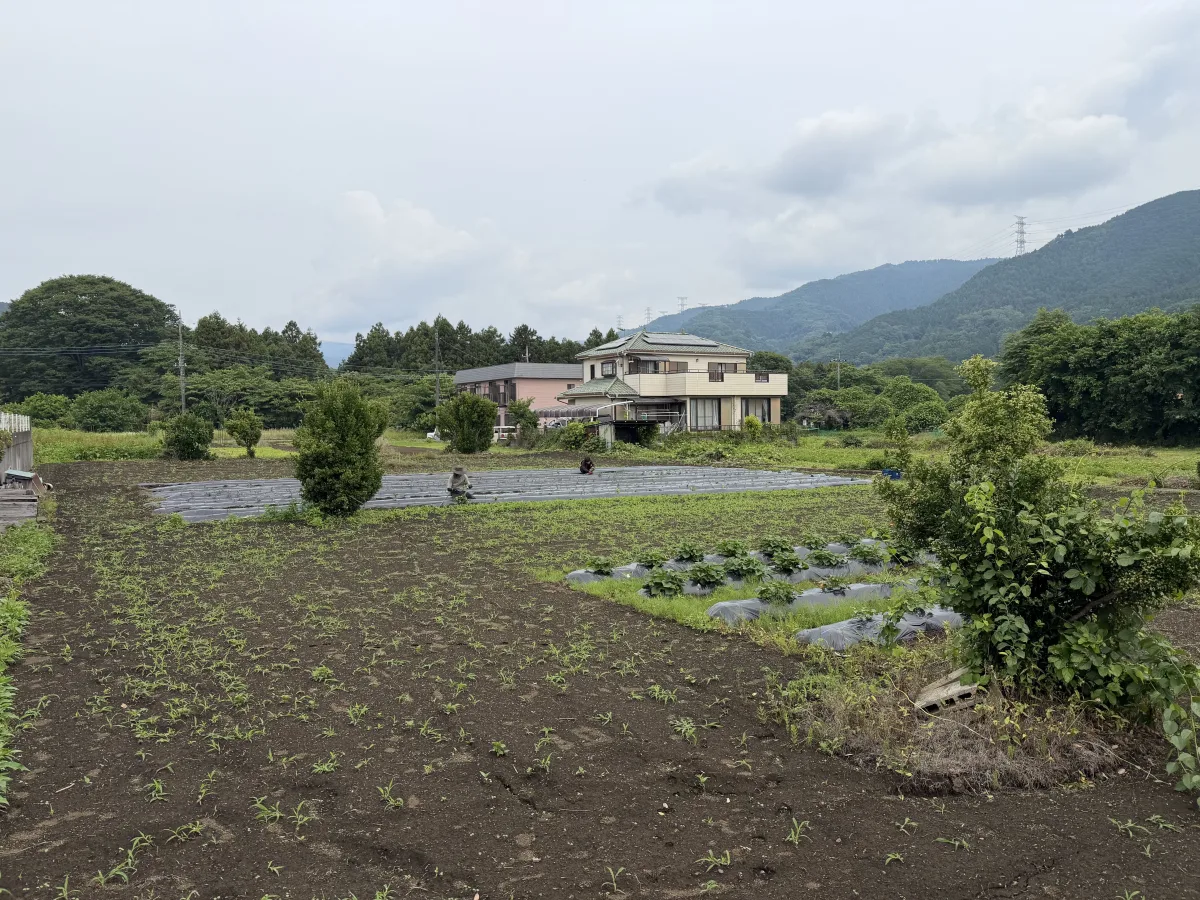 サツマイモの苗を植えた畑
